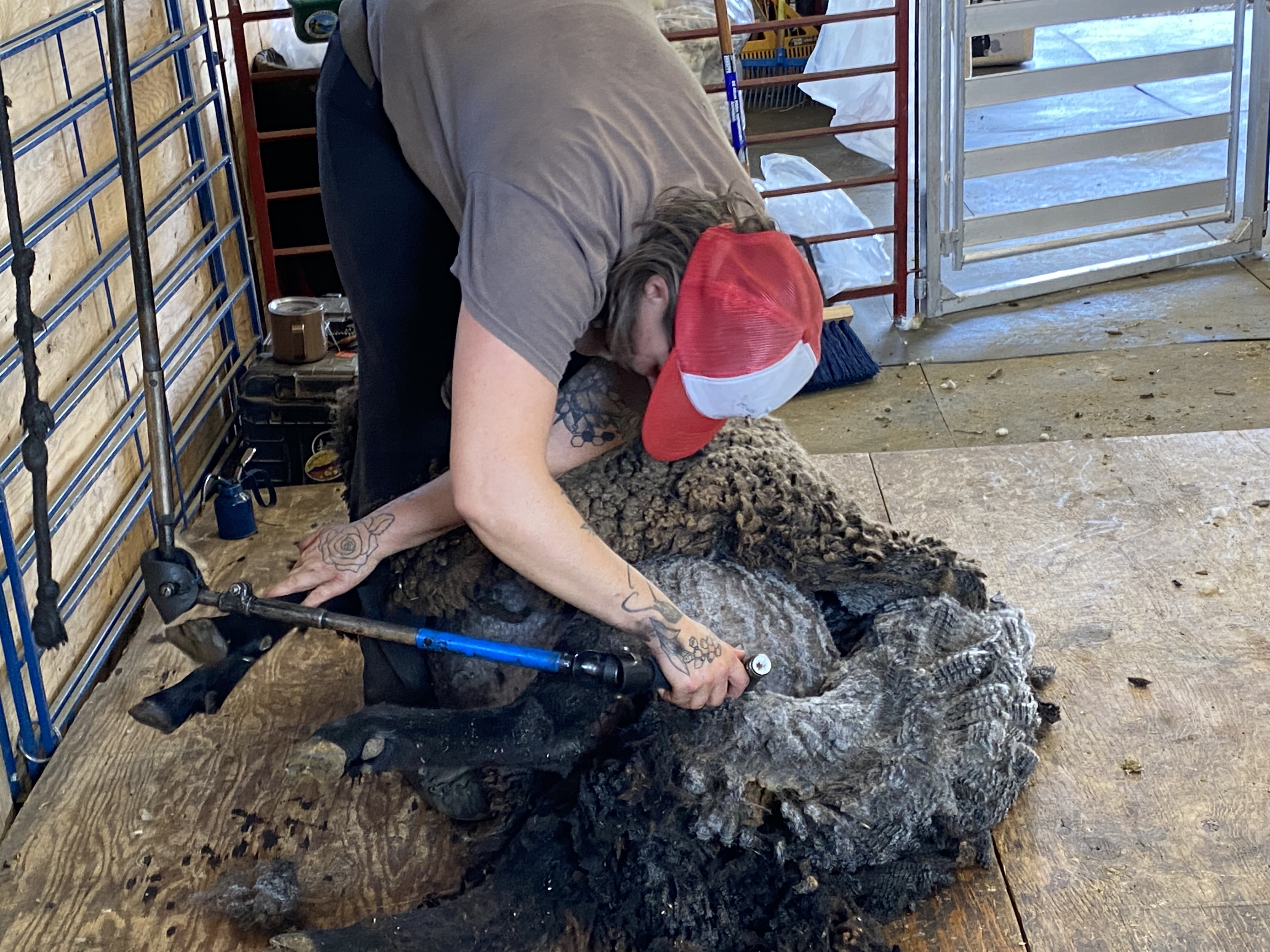 Fall Shearing and sheep coats - Cooke Creek Sheep Company